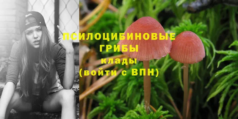 Галлюциногенные грибы Psilocybe  магазин продажи   Ладушкин 